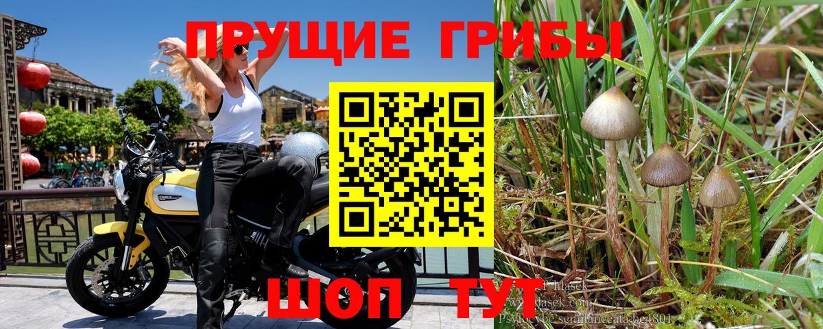 Псилоцибиновые грибы GOLDEN TEACHER  Псилоцибиновые грибы Psilocybine cubensis  Вход с VPN  Подольск 